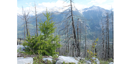 In Höhenlagen über 1500 m haben sich zahlreiche Lärchen und Fichten angesamt. Bis sie vor Naturgefahren schützen, werden weitere 50 Jahre vergehen. (Foto: Reinhard Lässig / WSL)