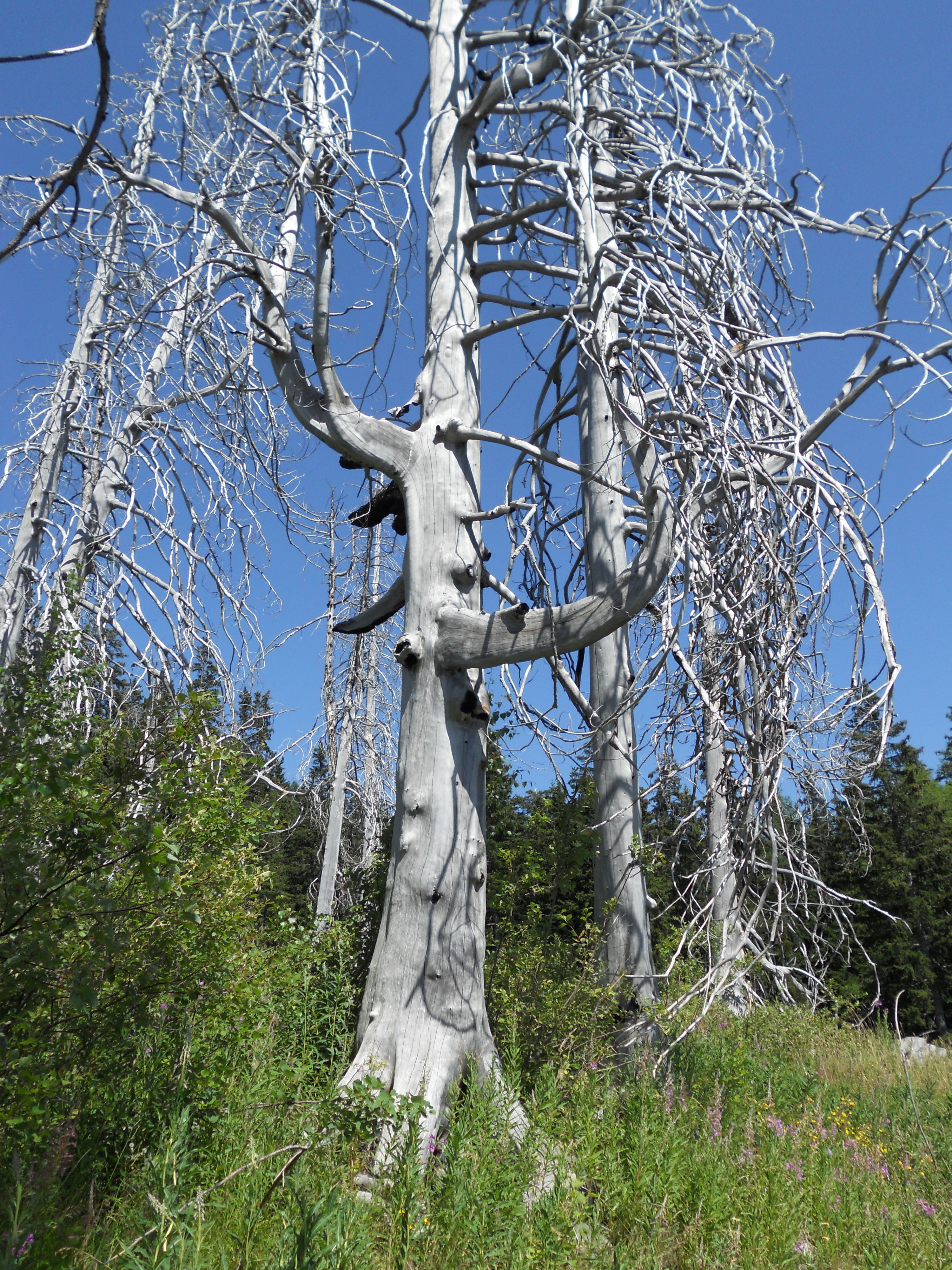 Bizarre Baumskulpturen: Vor allem in den höheren Lagen der Fichten-Lärchen-Wälder stehen auf der Waldbrandfläche noch viele dürre Bäume. (Foto: Lukas Denzler)