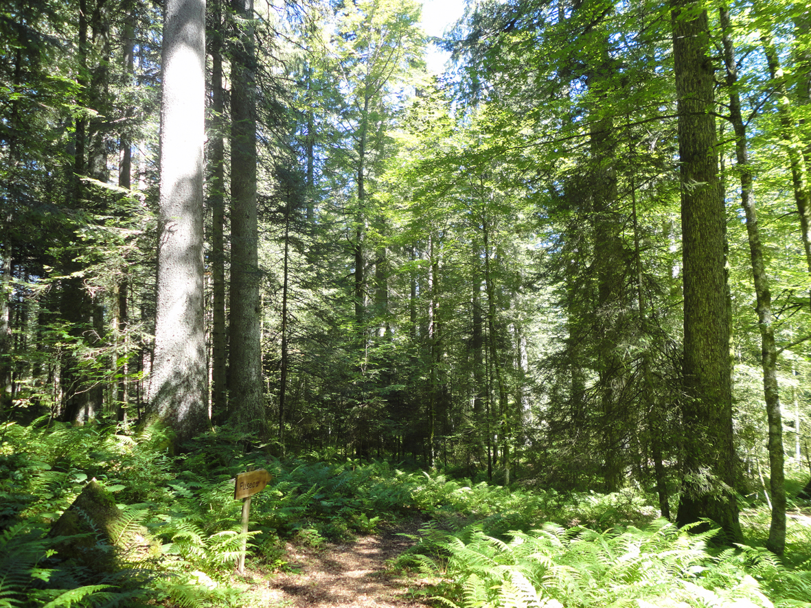 Der «Sentier des géants» führt durch einen Wald voller mächtiger, uralter Baumriesen.