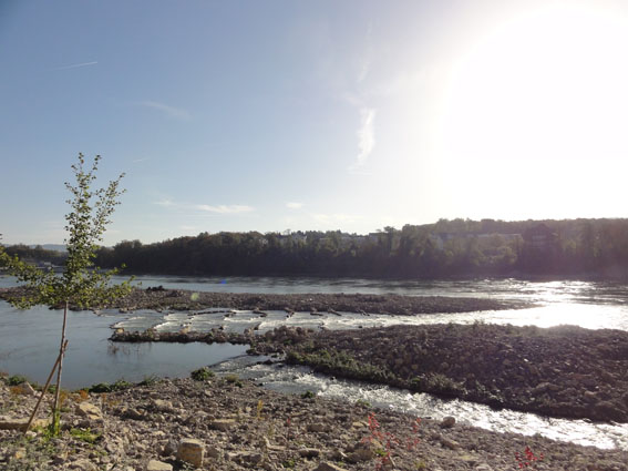 Blick auf das Umgehungsgewässer und Gwild.
