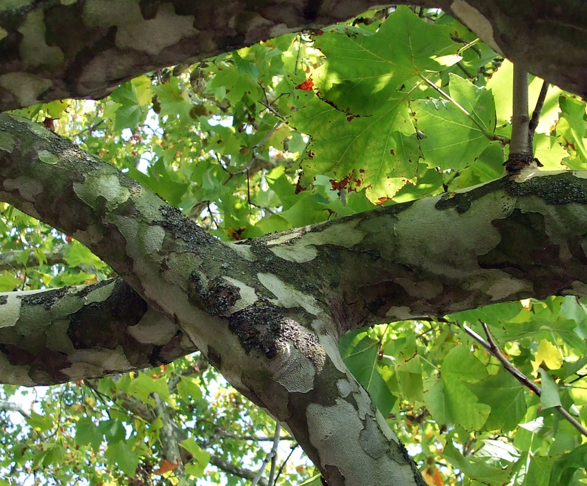 Verwachsung einer Platane auf der Insel Mainau (Bild: Forschungsgruppe Baubotanik / Ferdinand Ludwig)