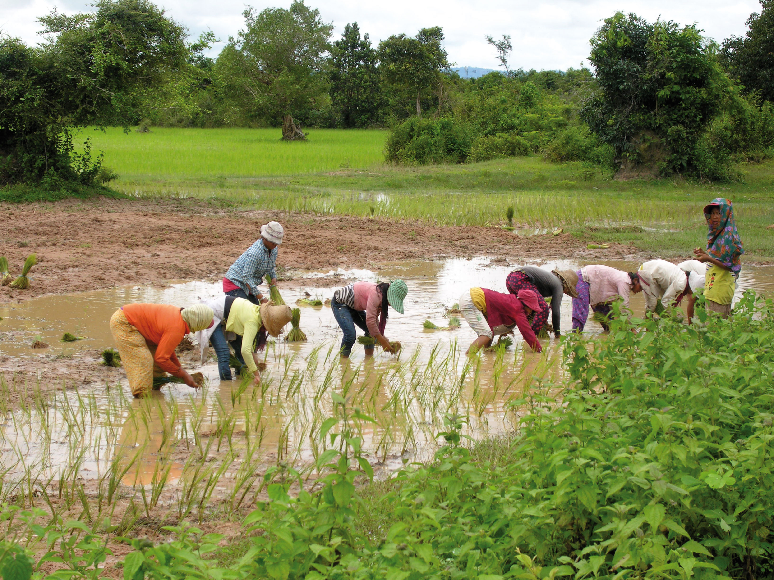 Travail dans les rizières au Laos