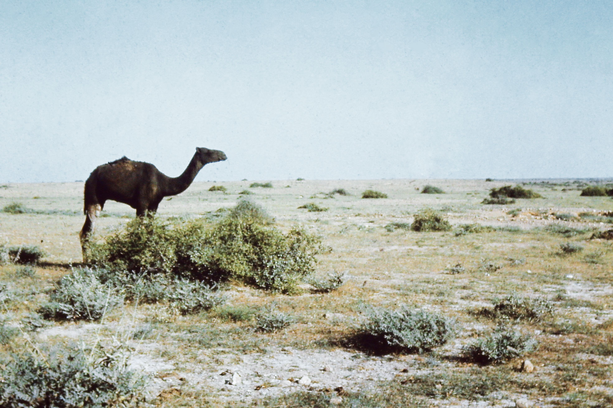 Le désert du Sind, au Sud du Pakistan