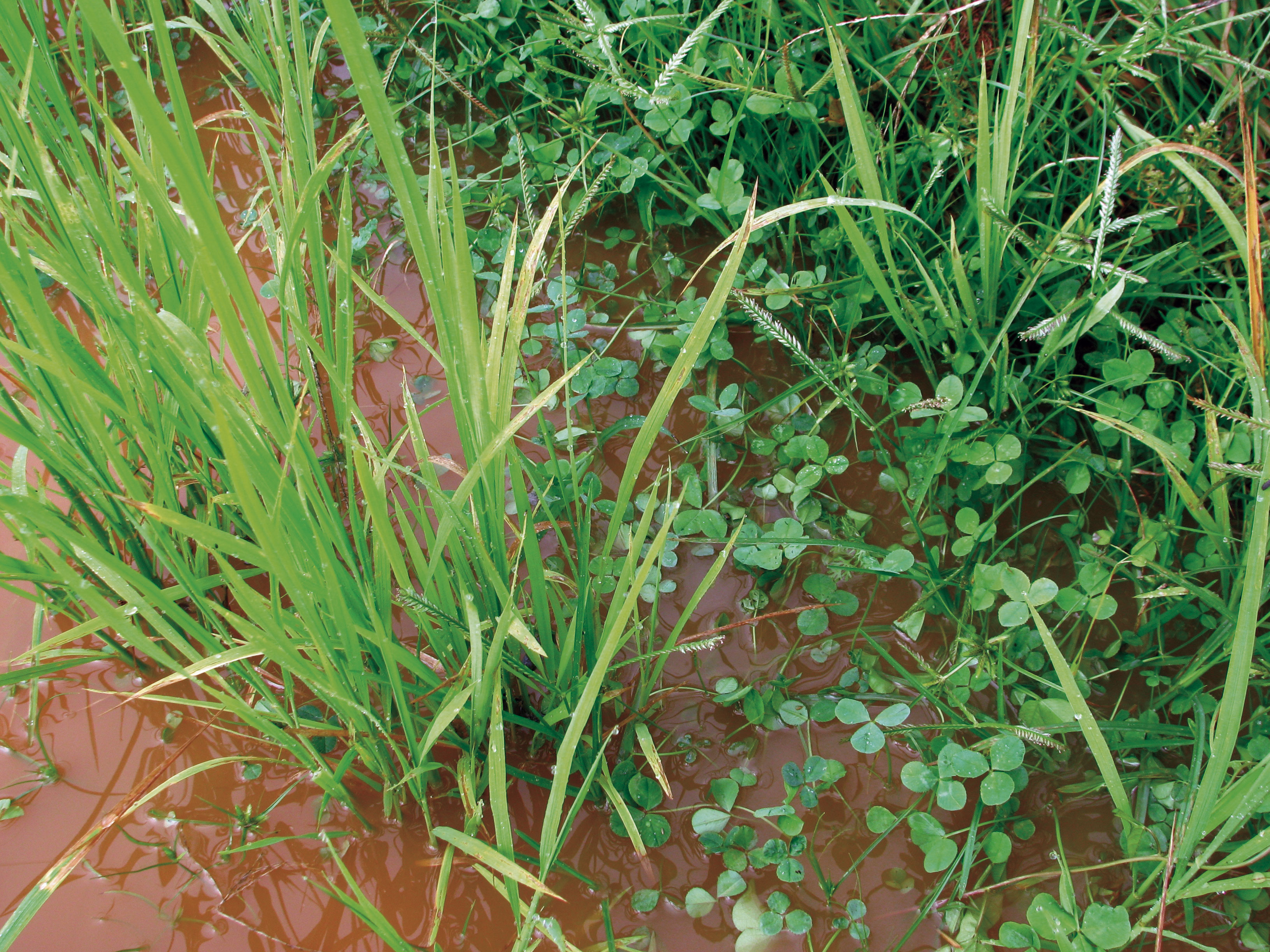 Des plants de riz entourés de trèfle blanc, qui sert à protéger la germination