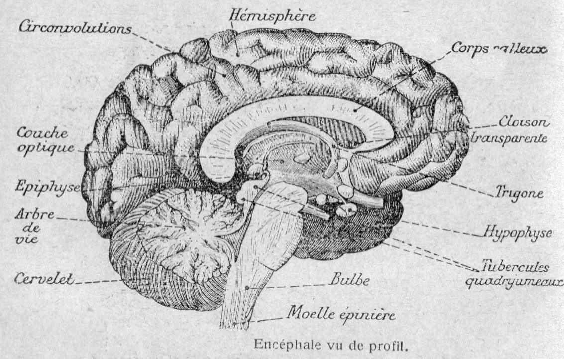 Gravure de l’encéphale, non datée (Creative Commons)