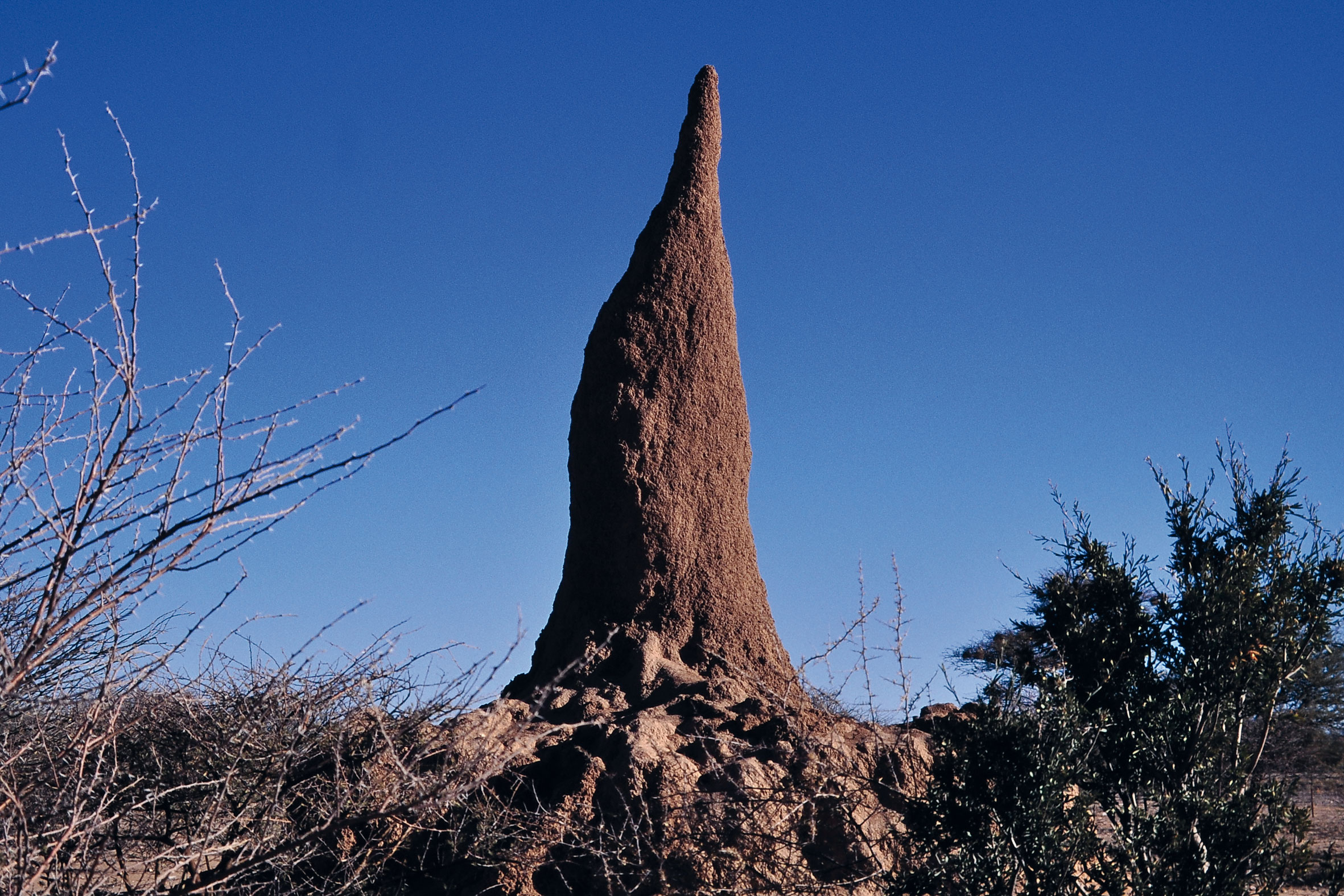 Termitière en Namibie (license Creative Commons Attribution-Share Alike 3.0 Unported)