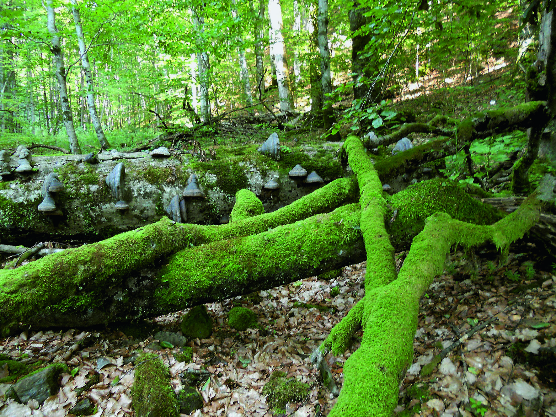 Das Bild zeigt Totholz in einem Buchenurwald in Rumänien (Foto: Lukas Denzler)