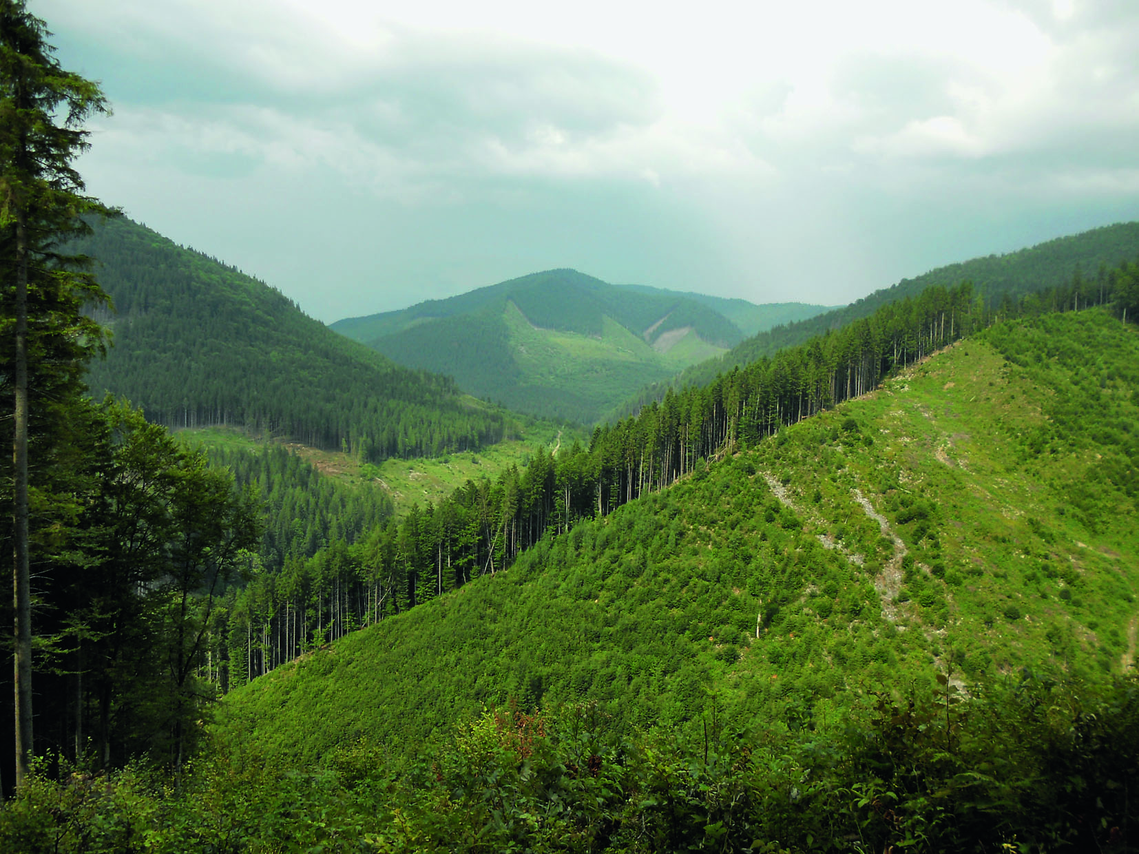 Kahlschlag in den ukrainischen Karpaten (Foto: Lukas Denzler)