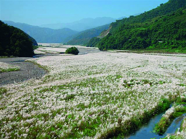 Chinaschilf (Foto: Yangmingshan National Park)