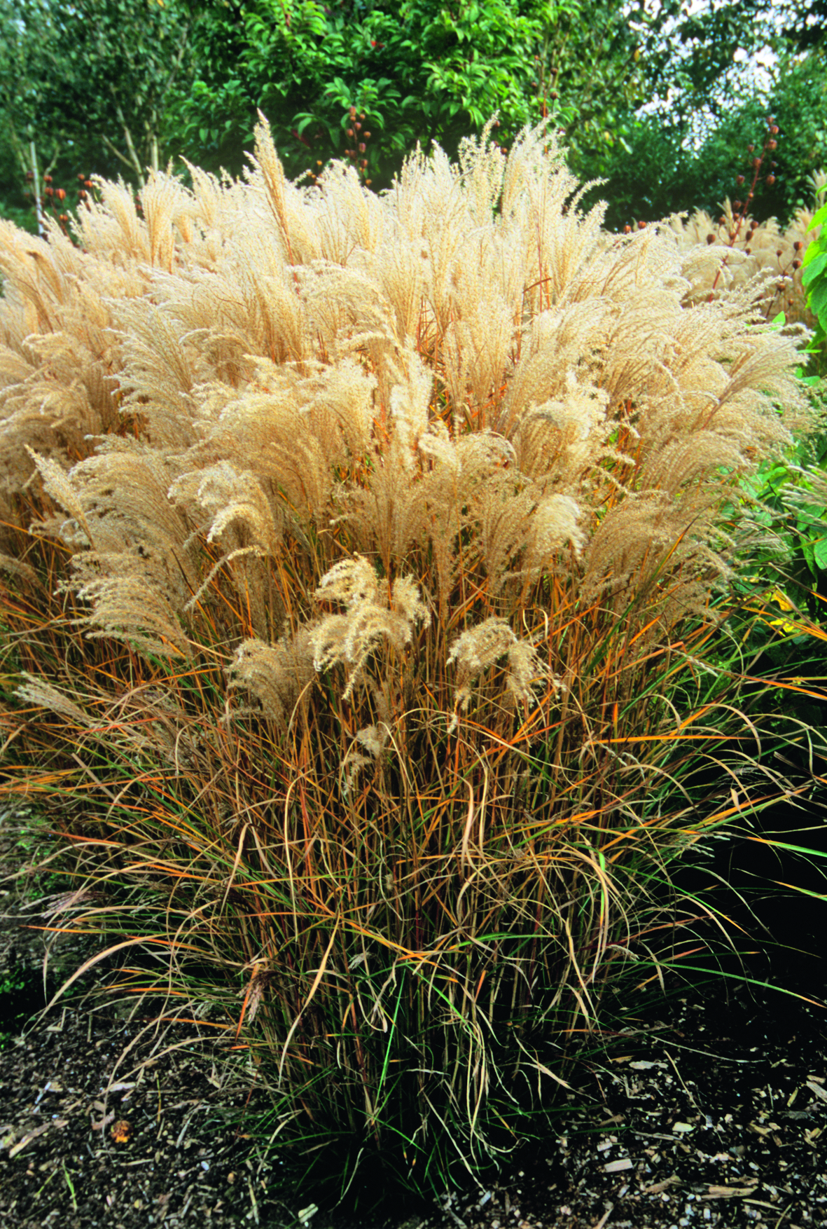 Verfärbtes Chinaschilf im Herbst (Foto: KEYSTONE/Science Photo Library/Adrian Thomas)