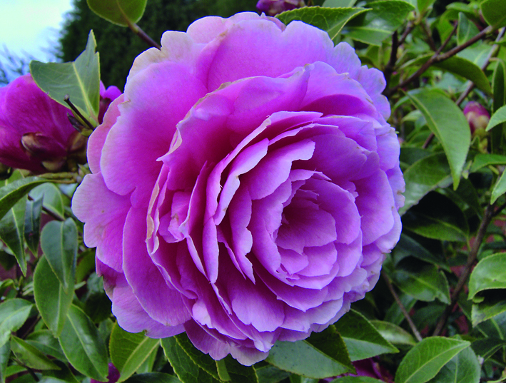 Kamelienblüte (Foto: sxc.hu / imdaly98)