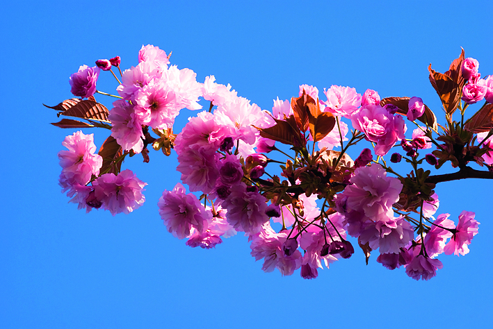 Japanische Kirsche (Foto: sxc.hu/sundstrom)