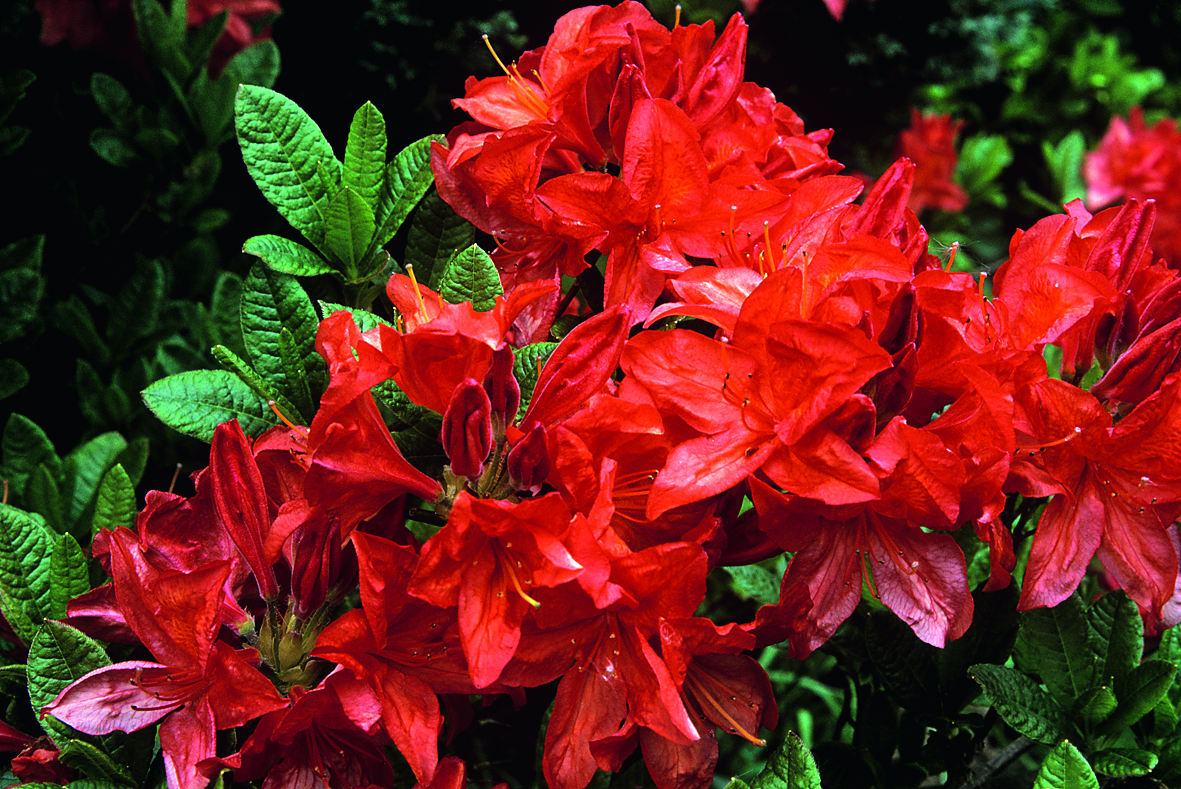 Blühender Rhododendron (Foto: Keystone/Science Photo Library/Andrew Ackerley)