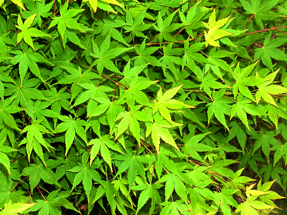 Junge Ahornblätter (Foto: sxc.hu?/bluegum)