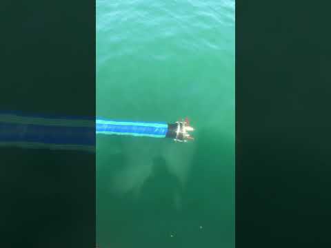 Preview image for the video "Hovet SA".