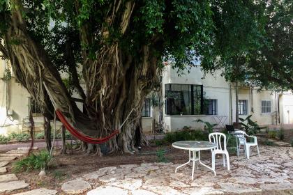 Ein Ficus Benjaminus der anderen Art.