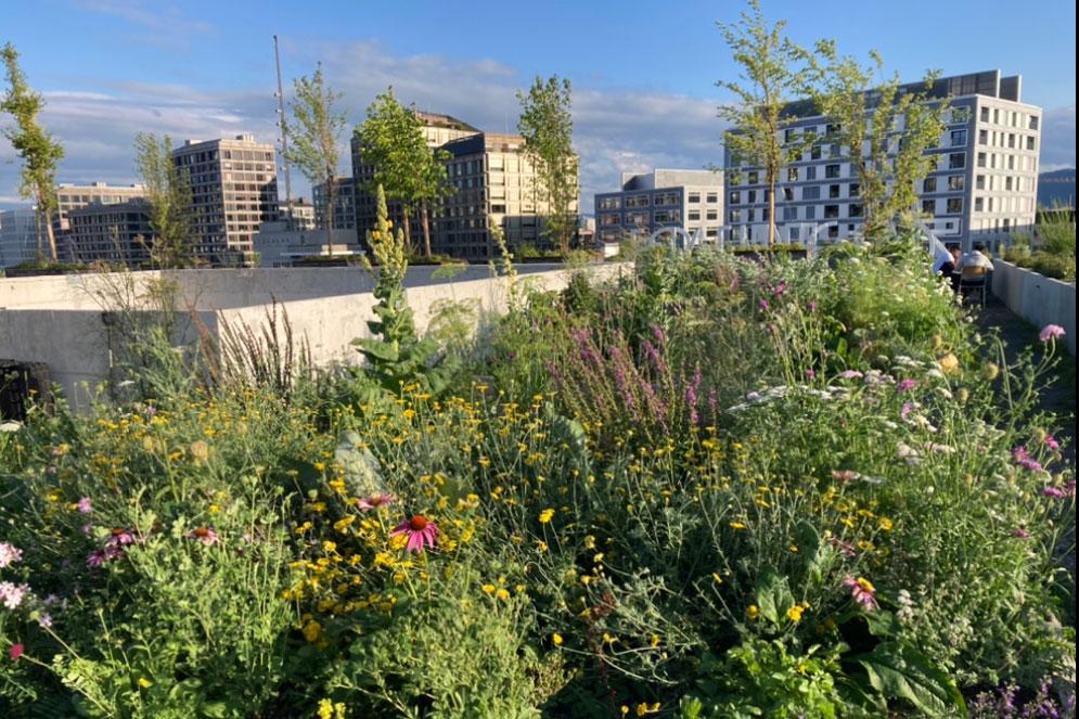 Lunch Talk: Pocket Parks und Dachbiotope, online, 26. Januar 2023