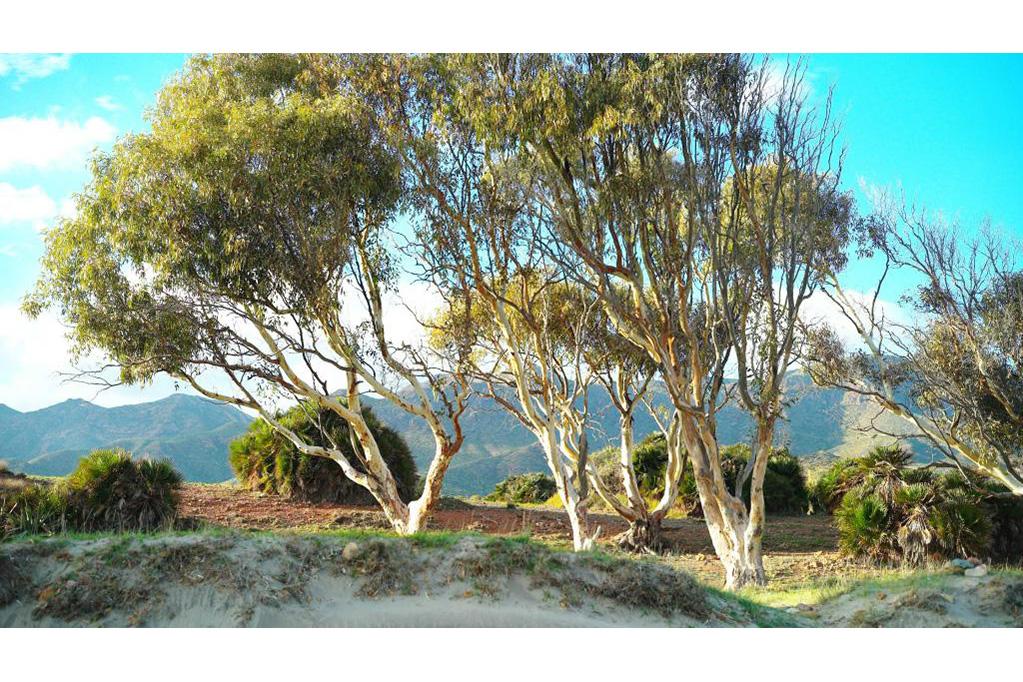 Landscape as Architecture | Symposium, Mendrisio, 13 - 15 November 2024