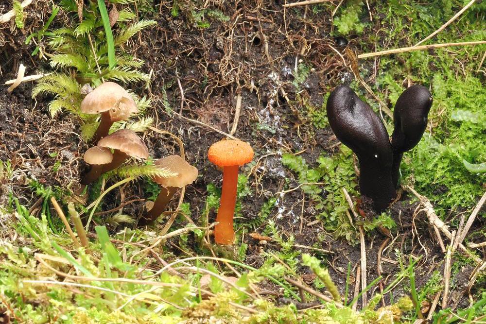 Fokus Funga: Die Bedeutung von Artenkenntnissen f&uuml;r den Naturschutz, online, 15. Januar 2026