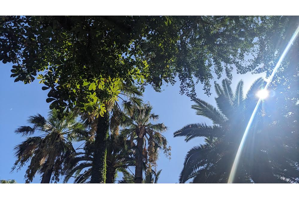 Pflanzenarten für Klimaanpassung und Arterhaltung im Siedlungsraum, online, 29. Januar 2026