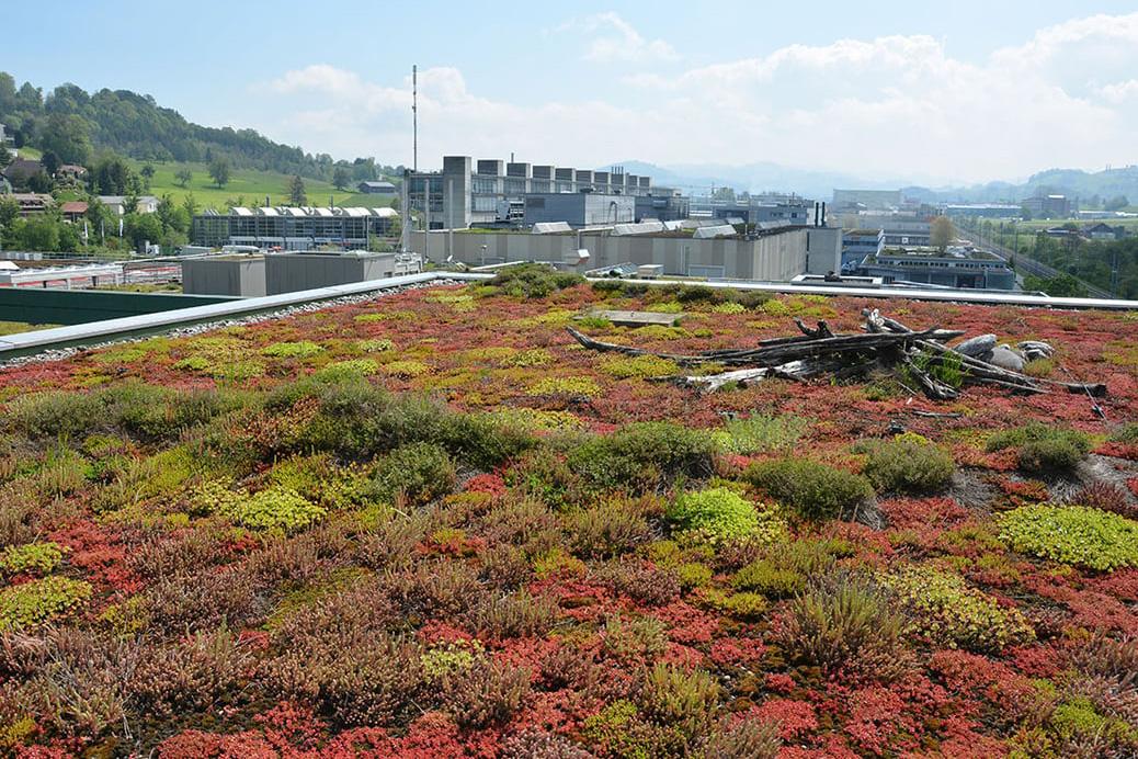 Fassaden und Dächer begrünen – aber richtig!, Muri, 26. Februar 2026