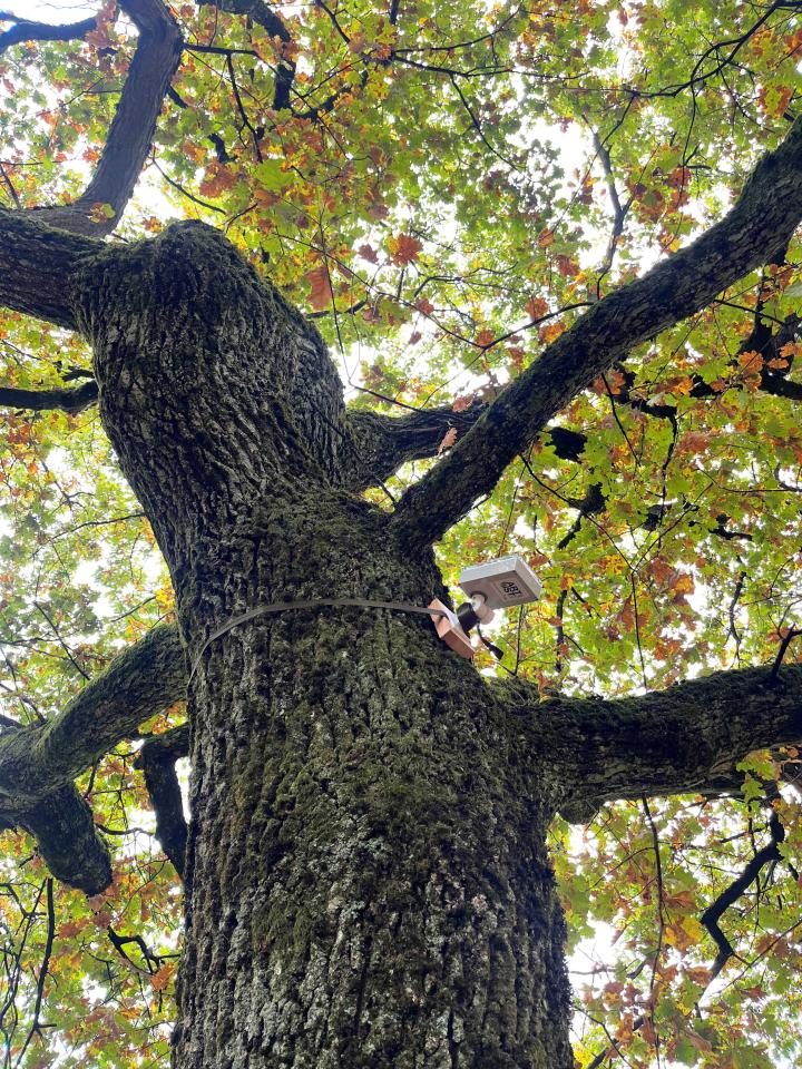 Un dispositif autonome qui indique et transmet à distance l’état de santé et la stabilité de l’arbre en continu.