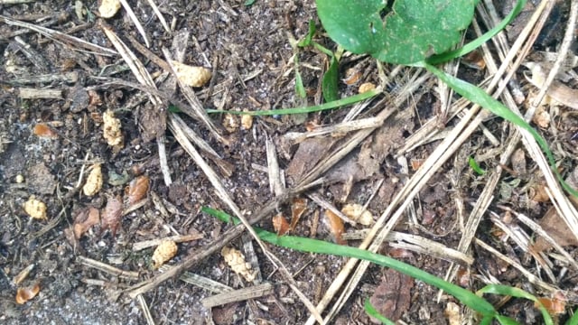 Preview image for the video "Sounding_Soil_Video" - Thumbnail.